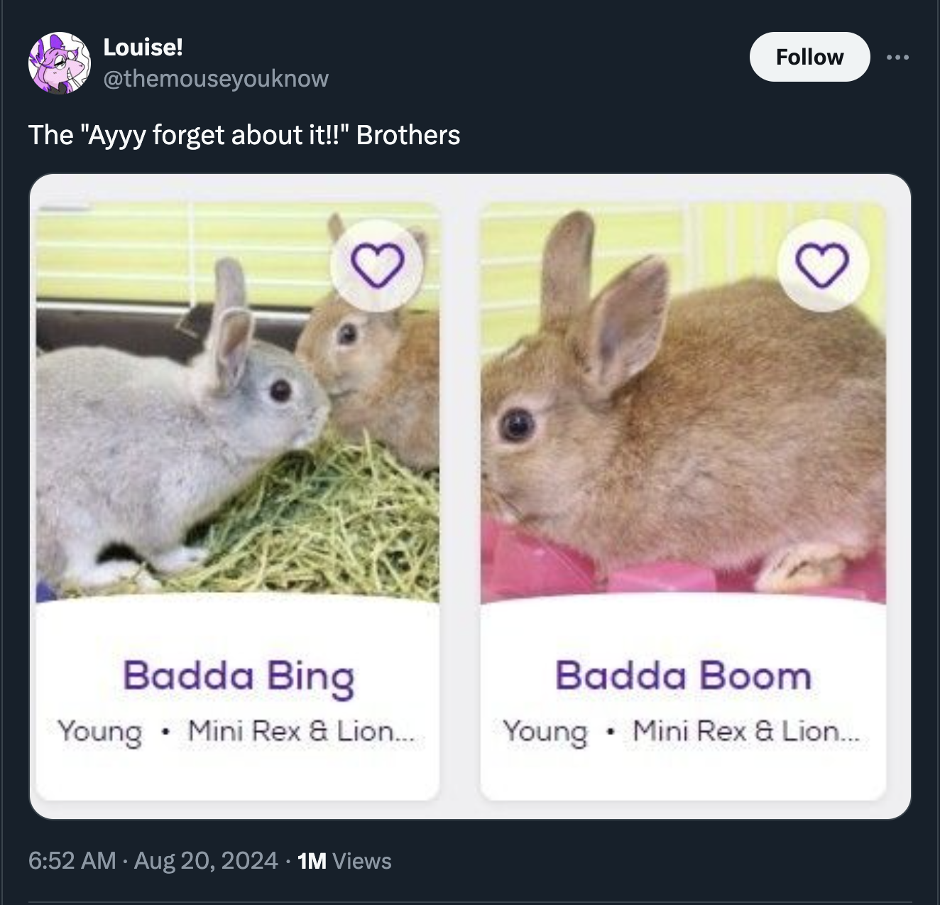 domestic rabbit - Louise! The "Ayyy forget about it!!" Brothers 3 Badda Bing Young Mini Rex & Lion... Badda Boom Young Mini Rex & Lion... . 1M Views